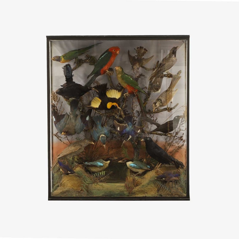 A Victorian case of Australian birds, late 19th century, (1 of 1)