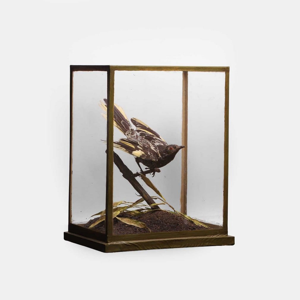 A Victorian regent honeyeater bird (Anthochaera phrygia), early 20th century,: A Victorian regent honeyeater bird (Anthochaera phrygia), early 20th century, a Rowland Ward taxidermy specimen of an Australian regent honeyeater bird, with a Rowland Ward ivorine disc included in