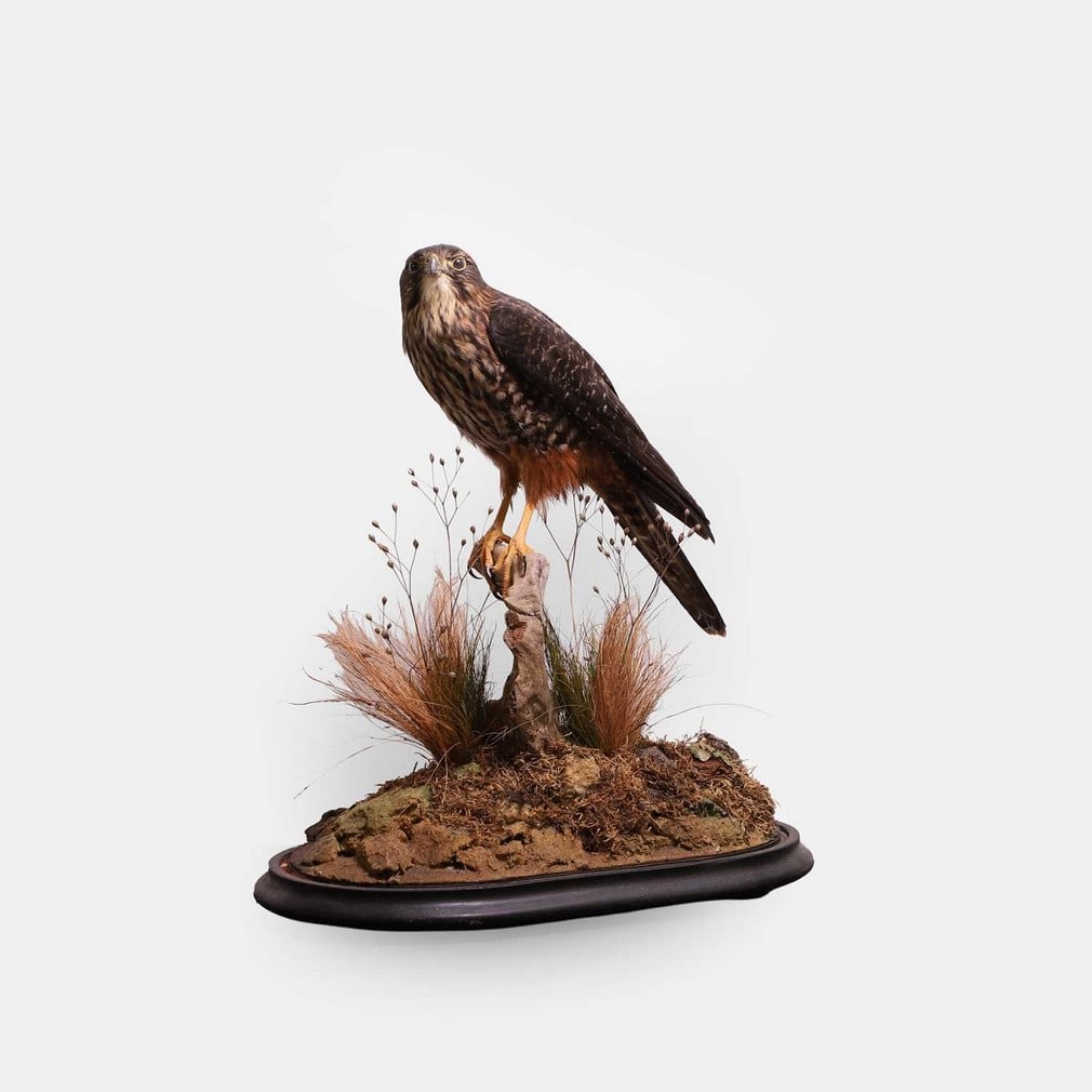 A Victorian New Zealand taxidermy falcon (Falco novaeseelandiae), late 19th / early 20th century,: A Victorian New Zealand taxidermy falcon (Falco novaeseelandiae), late 19th / early 20th century, modelled perched on a branch, in a glass dome mounted on a naturalistic base CITES Appendix II