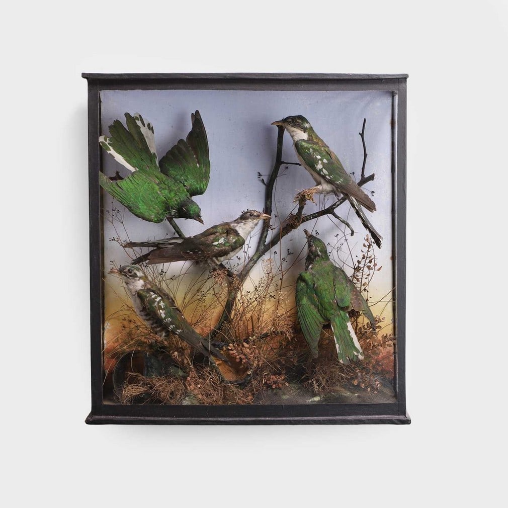 A Victorian case of African emerald cuckoo taxidermy birds (Chrysococcyx cupreus), early 20th (1 of 1)