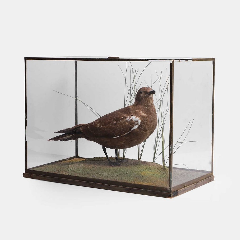 A taxidermy skua bird (Stercorarius maccormicki), circa 1920s,: A taxidermy skua bird (Stercorarius maccormicki), circa 1920s, a Rowland Ward taxidermy skua bird on a green ground, mounted in a glass case Shipping Disclaimer: Buyers must be aware of their