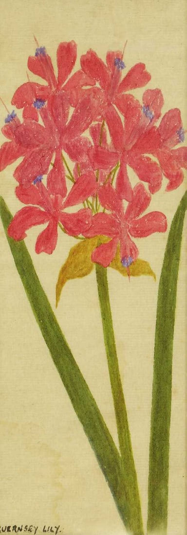 20th Century School A set of four flower pictures: 20th Century School A set of four flower pictures titled 'Guernsey Lily', 'Pansy Var', 'Black Garlic' and 'Tulip, Sundew', mixed media on paper 108 x 36.5cm; framed 120.5 x 49cm 4 Condition Report: