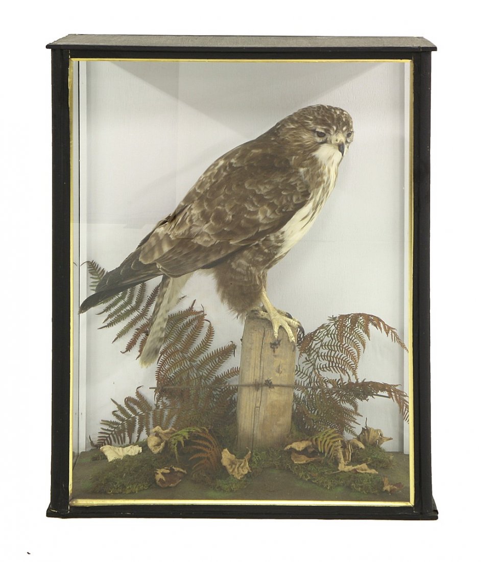 A Common Buzzard, mounted perched on a fence post: A Common Buzzard, mounted perched on a fence post amongst a groundwork of ferns, glass front and side box case with gold gilt trim, Article 10 licence number 519596/01, 50cm wide 27cm deep 63cm high
