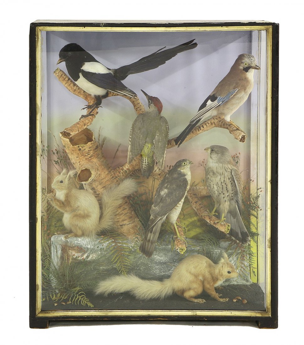 A mixed case of taxidermy- by Hutchings, Aberystwyth,: A mixed case of taxidermy- by Hutchings, Aberystwyth, typical Hutchings 'silver birch' case containing two Red Squirrels, a Sparrowhawk, a Kestrel, a Magpie, a Jay and a Green Woodpecker, glass front 