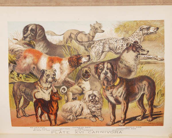 Johnson's Household Book Of Nature: [COLOR PLATES]. Johnson's Household Book Of Nature: Containing full and interesting Descriptions of the Animal Kingdom based upon the Writings of the eminent Naturalists Audubon, Wallace, Brehm, Wood,