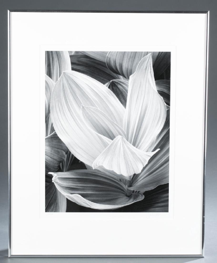 John Sexton, "Corn Lily," 1977, photograph.: Sexton, John (American, 1953-). Corn Lily, Eastern Sierra Nevada, California. 1977. Plate 22. Photograph. Dated and signed in pencil, l.l and l.r. Sight: 14 1/8"h x 11"w. Frame: 20 1/4"h x 16 1/4"w.