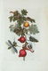 Maria Sibylla Merian. Nipple Fruit & Leaf Mantis.