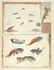 Maria Sibylla Merian. Frog Metamorphosis. 1726.