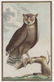 4 Buffon Owl Studies. Naturgeschichte der Vögel.