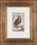 4 Buffon Owl Studies. Naturgeschichte der Vögel. - 2