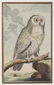 4 Buffon Owl Studies. Naturgeschichte der Vögel. - 3