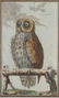 4 Buffon Owl Studies. Naturgeschichte der Vögel. - 5