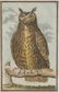 4 Buffon Owl Studies. Naturgeschichte der Vögel. - 7