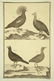 Diderot & d'Alembert. 2 Bird Plates, c.1768.