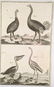 Diderot & d'Alembert. 2 Bird Plates, c.1768. - 2