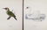 Magnus Von Wright. 48 Bird Chromolithographs. - 10