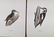 Magnus Von Wright. 48 Bird Chromolithographs. - 13
