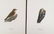 Magnus Von Wright. 48 Bird Chromolithographs. - 15