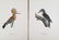 Magnus Von Wright. 48 Bird Chromolithographs. - 16