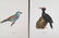 Magnus Von Wright. 48 Bird Chromolithographs. - 17