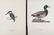 Magnus Von Wright. 48 Bird Chromolithographs. - 18