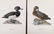 Magnus Von Wright. 48 Bird Chromolithographs. - 19
