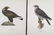 Magnus Von Wright. 48 Bird Chromolithographs.