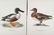 Magnus Von Wright. 48 Bird Chromolithographs. - 20
