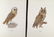 Magnus Von Wright. 48 Bird Chromolithographs. - 2