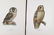 Magnus Von Wright. 48 Bird Chromolithographs. - 3