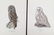 Magnus Von Wright. 48 Bird Chromolithographs. - 5