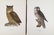 Magnus Von Wright. 48 Bird Chromolithographs. - 6