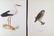 Magnus Von Wright. 48 Bird Chromolithographs. - 7