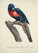 Jacques Barraband. 3 Studies of Parrots. 1808-1805