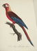 Jacques Barraband. 3 Studies of Parrots. 1808-1805 - 2