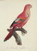 Jacques Barraband. 3 Studies of Parrots. 1808-1805 - 3