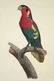 Barraband, 4 plates, 2 barbets, 2 parrots