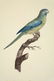 Barraband, 4 plates, 2 barbets, 2 parrots - 2