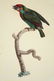 Barraband, 4 plates, 2 barbets, 2 parrots - 3
