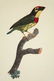 Barraband, 4 plates, 2 barbets, 2 parrots - 4