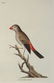 Latham. 61 plates General History of Birds 1820s - 10