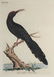 Latham. 61 plates General History of Birds 1820s - 11