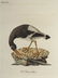 Latham. 61 plates General History of Birds 1820s - 14