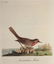 Latham. 61 plates General History of Birds 1820s - 16