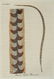 Latham. 61 plates General History of Birds 1820s - 17