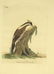 Latham. 61 plates General History of Birds 1820s - 20