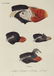 Latham. 61 plates General History of Birds 1820s - 2