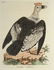 Latham. 61 plates General History of Birds 1820s - 3