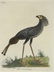 Latham. 61 plates General History of Birds 1820s - 4