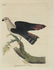 Latham. 61 plates General History of Birds 1820s - 5